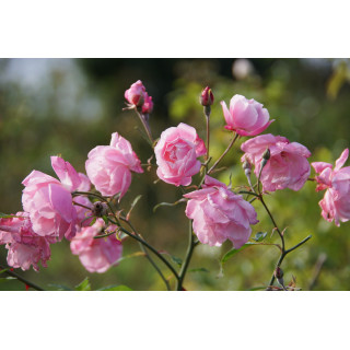 Rosier ancien - Old Blush - ©Roses Guillot®
