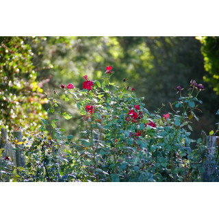 Rosier Terre des Roses® - Rouge de Chamagnieu - ©Roses Guillot®