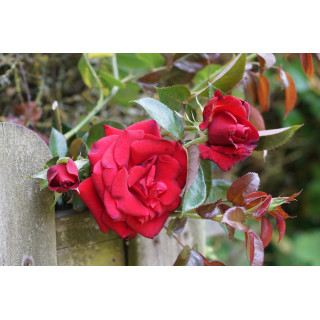 Rosier grimpant - Le Grand huit® grimpant