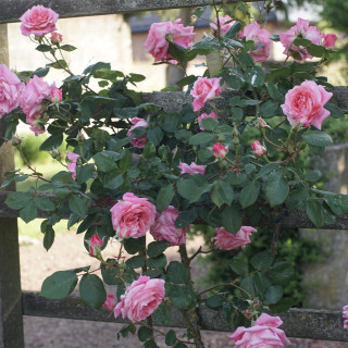 Rosier grimpant Guillot® - Social Climber