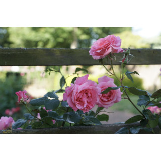 Rosier grimpant Guillot® - Social Climber