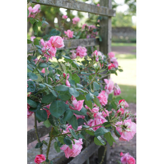 Rosier grimpant Guillot® - Social Climber