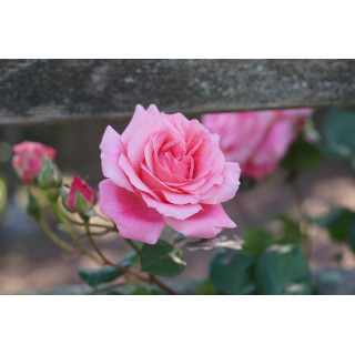 Rosier grimpant Guillot® - Social Climber