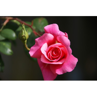 Rosier grimpant Guillot® - Social Climber