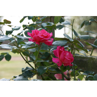Rosier grimpant Guillot® - Social Climber