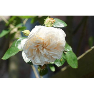 Rosier ancien grimpant - Sombreuil - ©Roses Guillot®