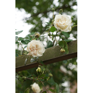 Rosier ancien grimpant - Sombreuil - ©Roses Guillot®