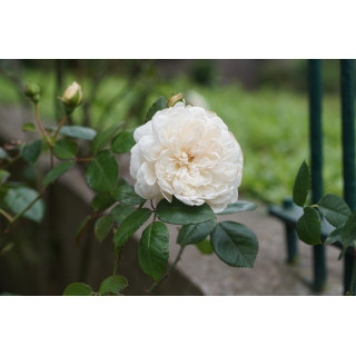 Rosier ancien grimpant - Sombreuil - ©Roses Guillot®