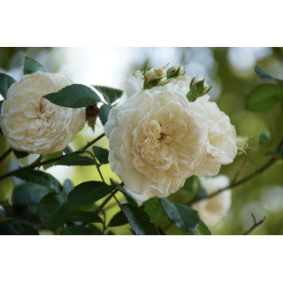 Rosier ancien grimpant - Sombreuil - ©Roses Guillot®