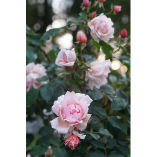 Rosier liane ancien - Albertine - ©Roses Guillot®