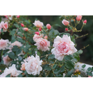 Rosier liane ancien - Albertine - ©Roses Guillot®