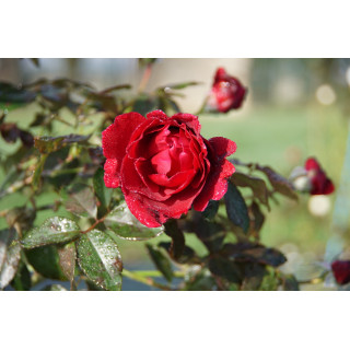 Rosier Guillot® Générosa® - Dino de Laurentiis® - ©Roses Guillot®