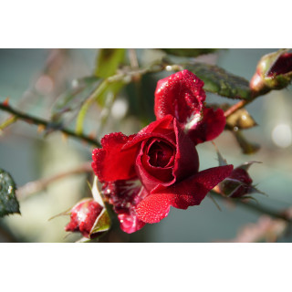 Rosier Guillot® Générosa® - Dino de Laurentiis® - ©Roses Guillot®