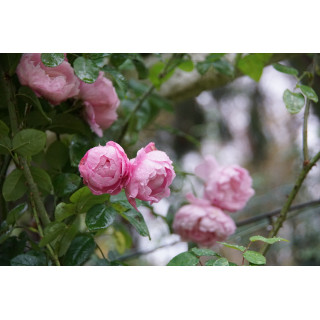 Rosiers Anciens - Baronne A.de Rothschild - ©Roses Guillot®