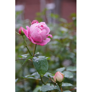 Rosiers Anciens - Baronne A.de Rothschild - ©Roses Guillot®