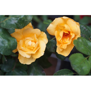 Terre des Roses® - Mikado® - ©Roses Guillot®