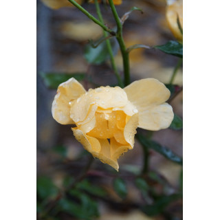 Terre des Roses® - Mikado® - ©Roses Guillot®