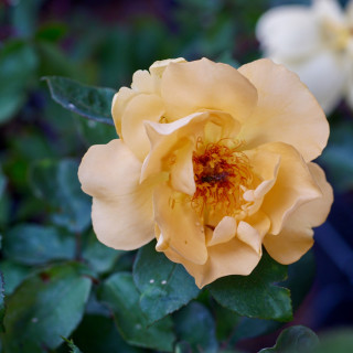 Terre des Roses® - Mikado® - ©Roses Guillot®