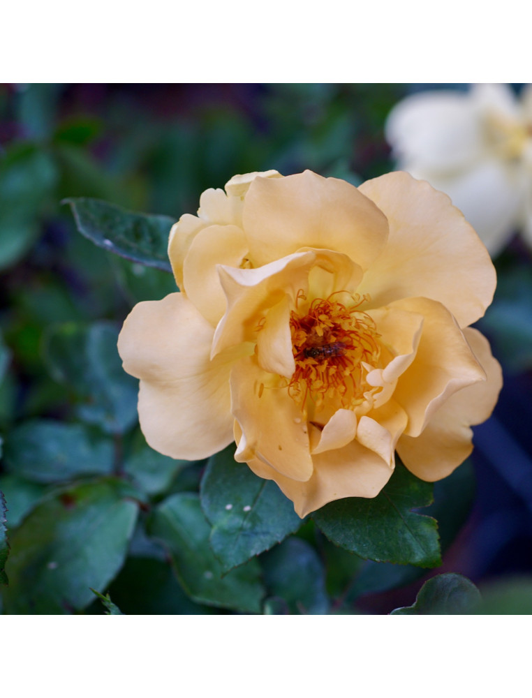Terre des Roses® - Mikado® - ©Roses Guillot®