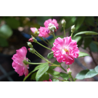 Rosier Terre des Roses® - Demitasse® - ©Roses Guillot®