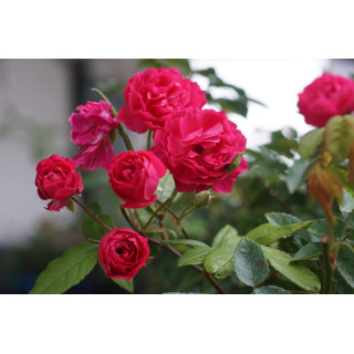 Rosier Terre des Roses® - Demitasse® - ©Roses Guillot®