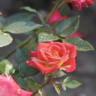 Hybrides de Thé Guillot® - Petite Perfection - ©Roses Guillot®