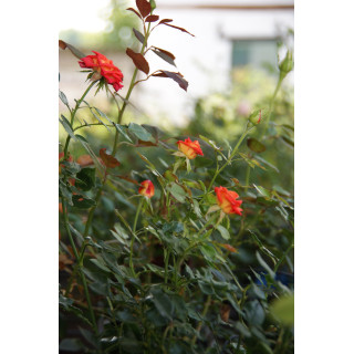 Rosier Hybride de Thé Guillot® - Tropical Twist - ©Roses Guillot®
