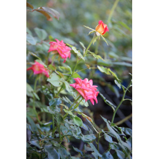 Rosier Hybride de Thé Guillot® - Tropical Twist - ©Roses Guillot®