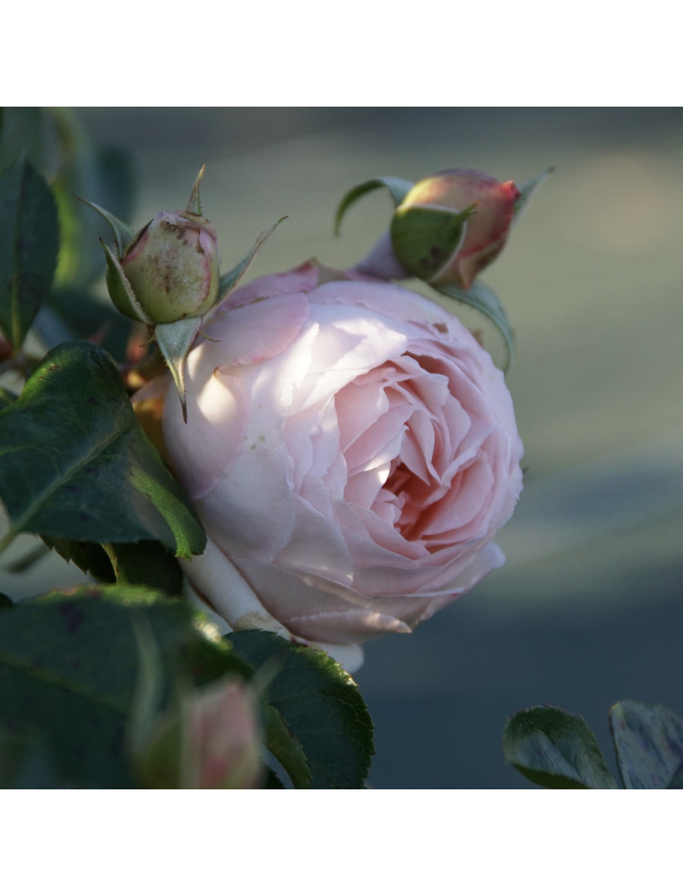 Rosier Guillot® Générosa® Miniature - Chantal Thomass