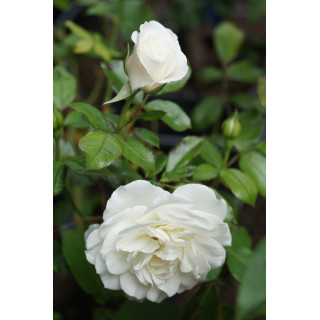 Rosier Terre des Roses® - Fabulous!® - ©Roses Guillot®