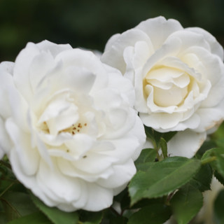 Rosier Terre des Roses® - Fabulous!® - ©Roses Guillot®