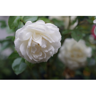 Rosier Terre des Roses® - Fabulous!® - ©Roses Guillot®