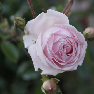 Rosier ancien Awakening - ©Roses Guillot®