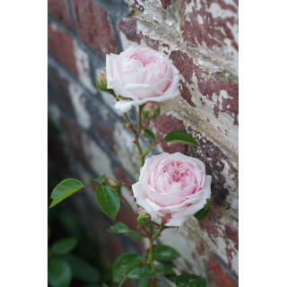 Rosier ancien Awakening - ©Roses Guillot®