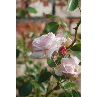 Rosier ancien Awakening - ©Roses Guillot®