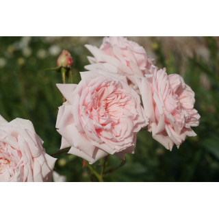 Rosier ancien Awakening - ©Roses Guillot®