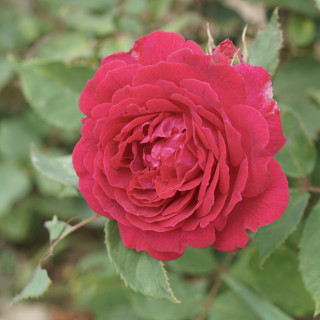 Souvenir de Lady Hardley