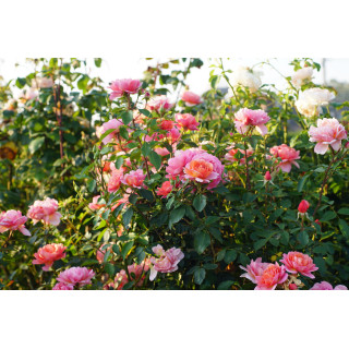 Chantal Ladesou® - Terre des Roses Guillot