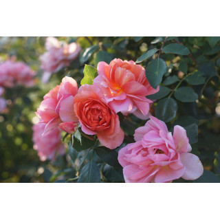 Chantal Ladesou® - Terre des Roses Guillot