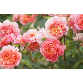 Chantal Ladesou® - Terre des Roses Guillot