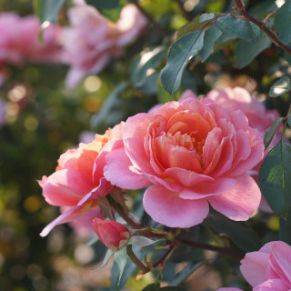 Chantal Ladesou® - Terre des Roses Guillot