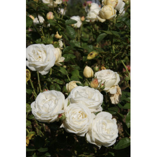 Terre des Roses® - Madeleine Fayet® - ©Roses Guillot®