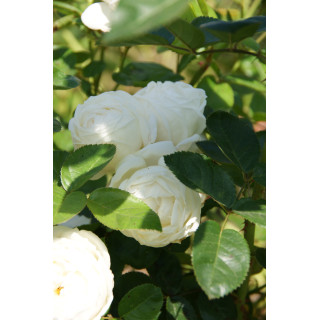 Terre des Roses® - Madeleine Fayet® - ©Roses Guillot®