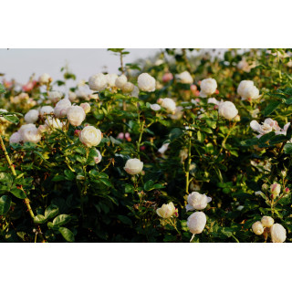 Terre des Roses® - Madeleine Fayet® - ©Roses Guillot®