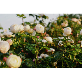 Terre des Roses® - Madeleine Fayet® - ©Roses Guillot®