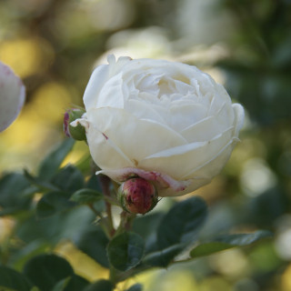 Terre des Roses® - Madeleine Fayet® - ©Roses Guillot®