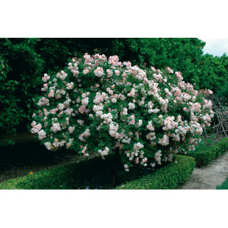 Rosier ancien - Cornélia - ©Roses Guillot®