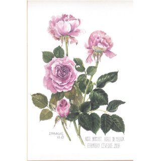 Rosier Bossuet, Aigle de Meaux®