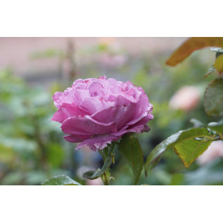 Rosier Bossuet, Aigle de Meaux®