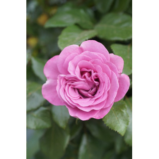Rosier Bossuet, Aigle de Meaux®